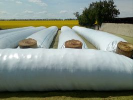 Szenázs töltés Martonvásáron - 2020. április 30.