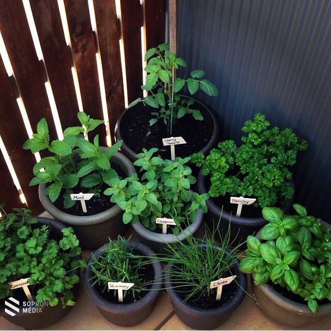 Fűszernövények az erkély sarkában