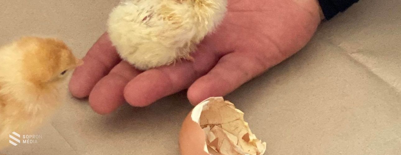 Az élet utat tör - a diákok kezében keltek ki a kiscsibék