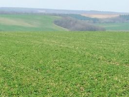 Tél a lucernamezőn ....