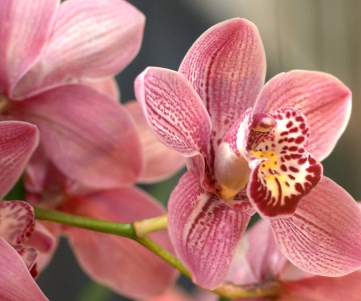 A lepkeorchideák gondozása
