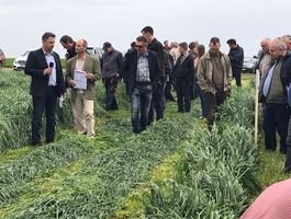 Szántóföldi Takarmánynövények Fajtabemutató 2017 - Paks