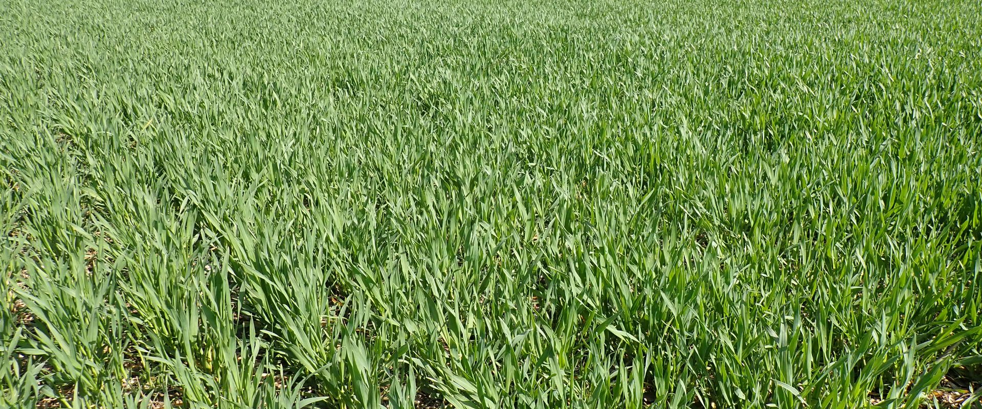 Agrofil-SZMI Kft.