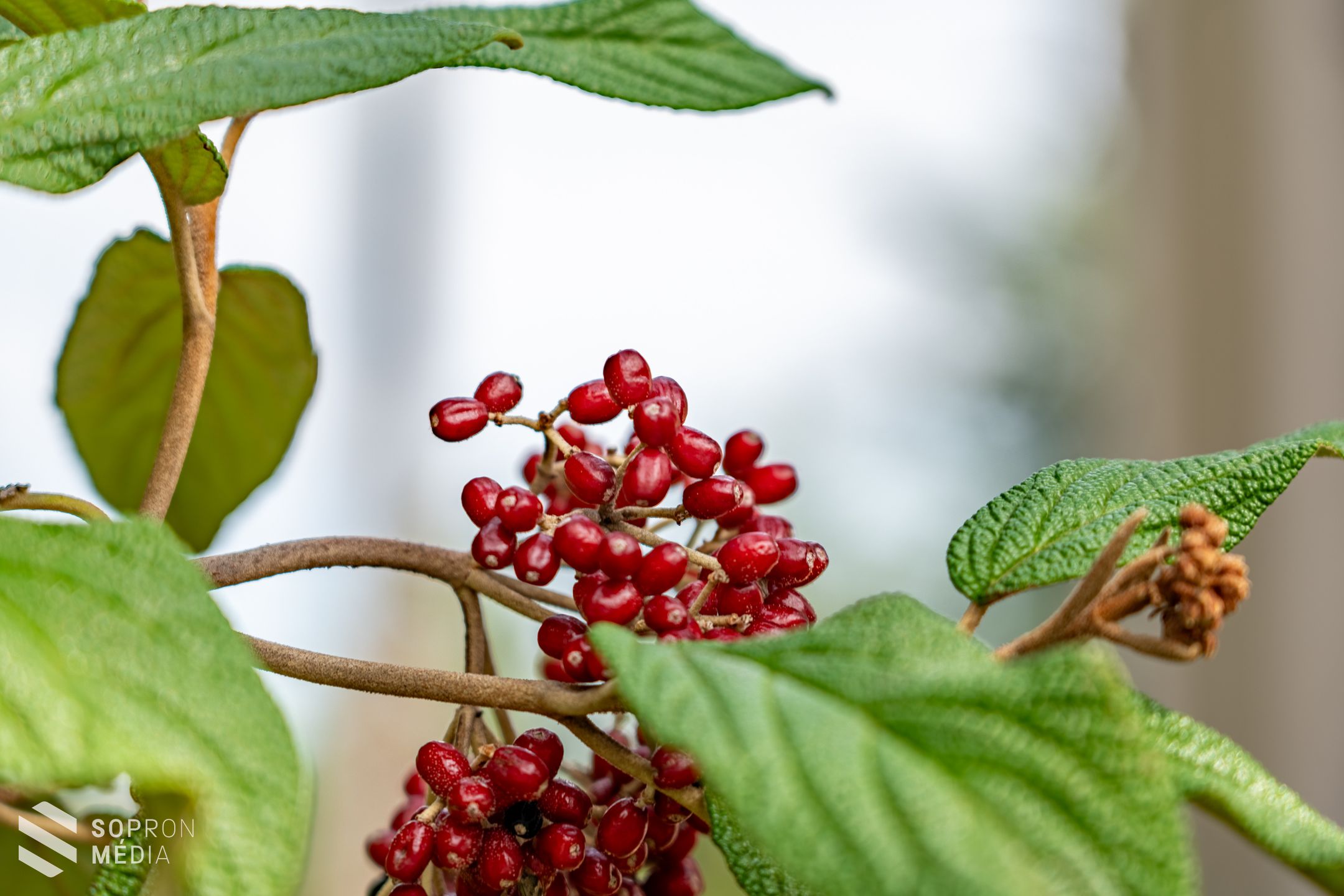 Tudták, hogy a Nepomuki Szent János-kápolna eredetileg a Tűztorony árnyékában állt?
