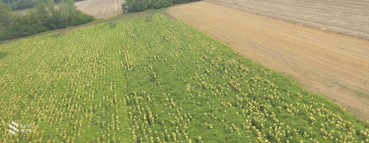 Megkezdődik Győr-Moson-Sopron megyében a parlagfű légi felderítése