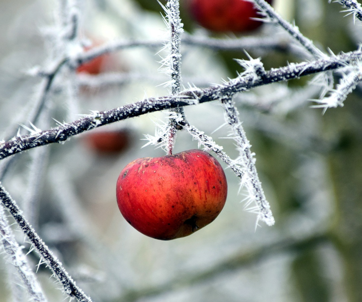Gyümölcsfák téli ápolása