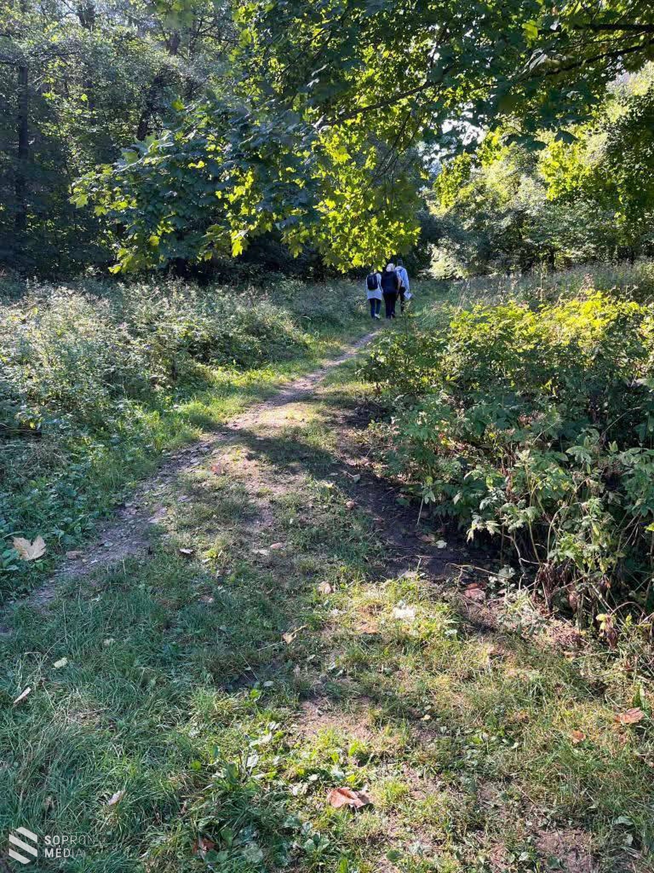 Verselt az erdő a Soproni Parkerdőben