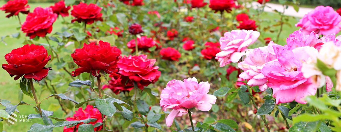 A parkrózsák varázslata – rózsakerti séták Eszterházán
