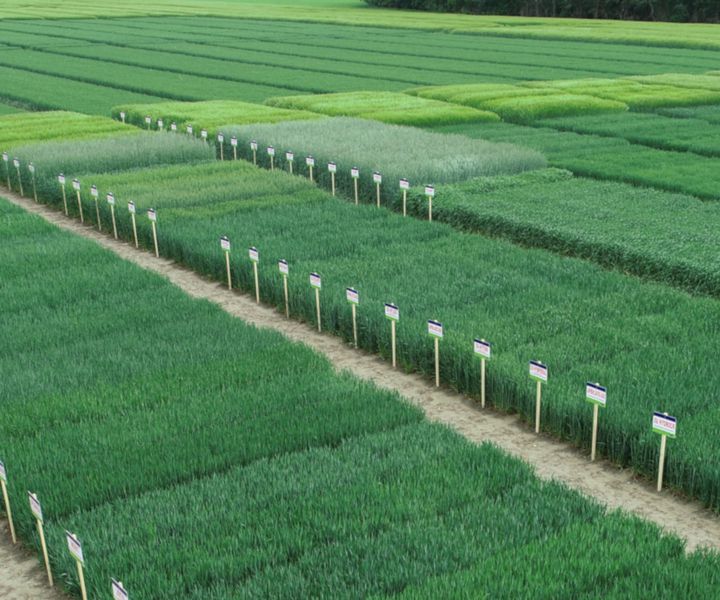 Őszi búza nitrogén trágyázási kísérletek eredményei az AgroFIELD Termelői Club-ban