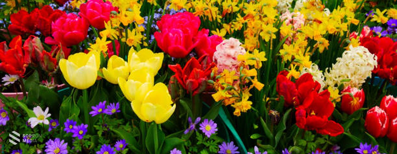 A tavasz jelképei: a virágzó hagymás növények