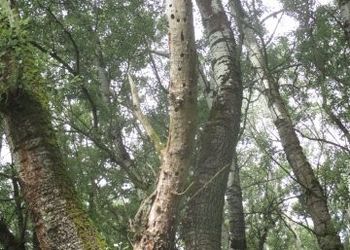 Tiszadorogmai Göbe-erdő