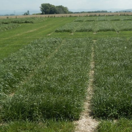 GRAZEMAX 2 fűkeverék vetőmag