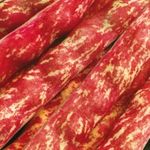 Étkezési szárazbab Taylor 1000g termék képe