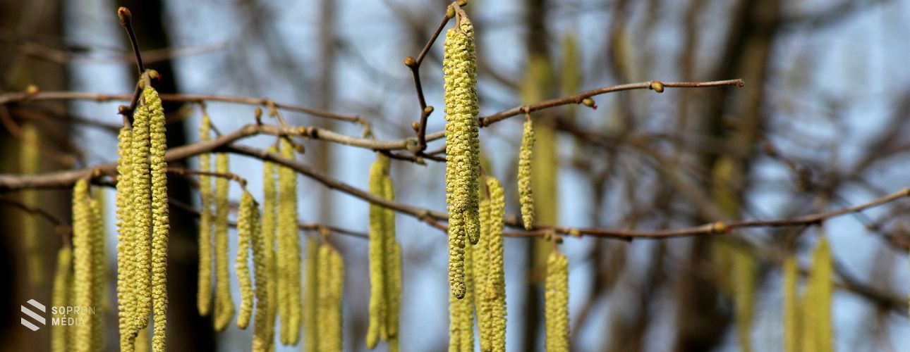 Kopogtat az allergiaszezon! - Így védekezhet!