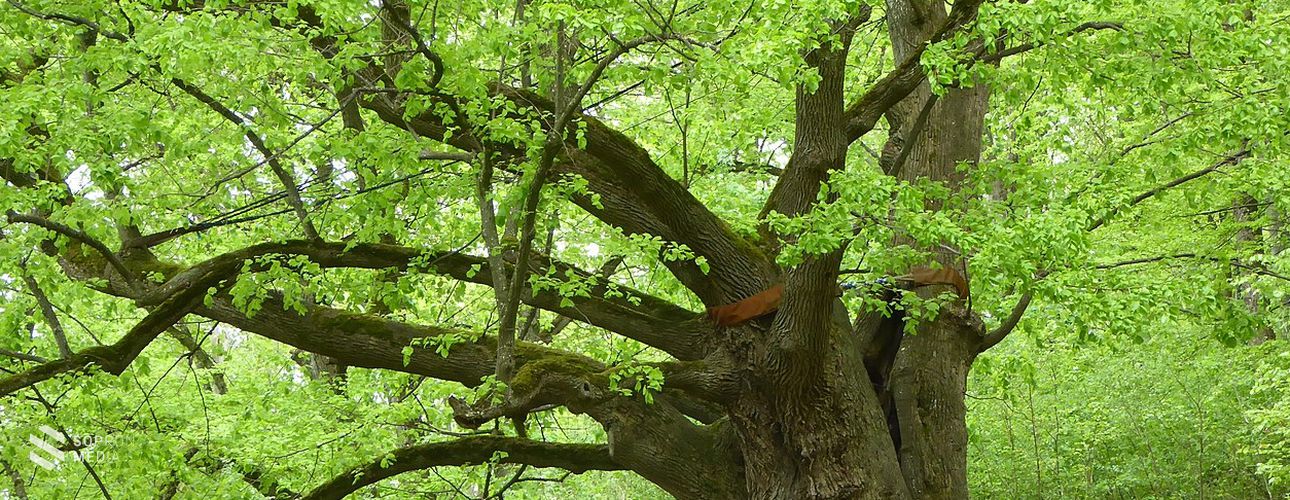 2022-ben az év fája a nagylevelű hárs, az év rovara az óriás énekeskabóca