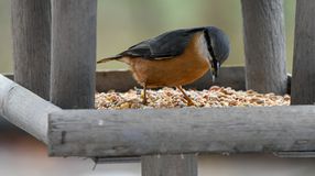 Mivel etessük a madarakat a tavaszi időszakban?