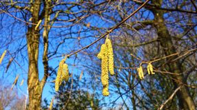 Támad az allergia – Így enyhítheti a szenvedését