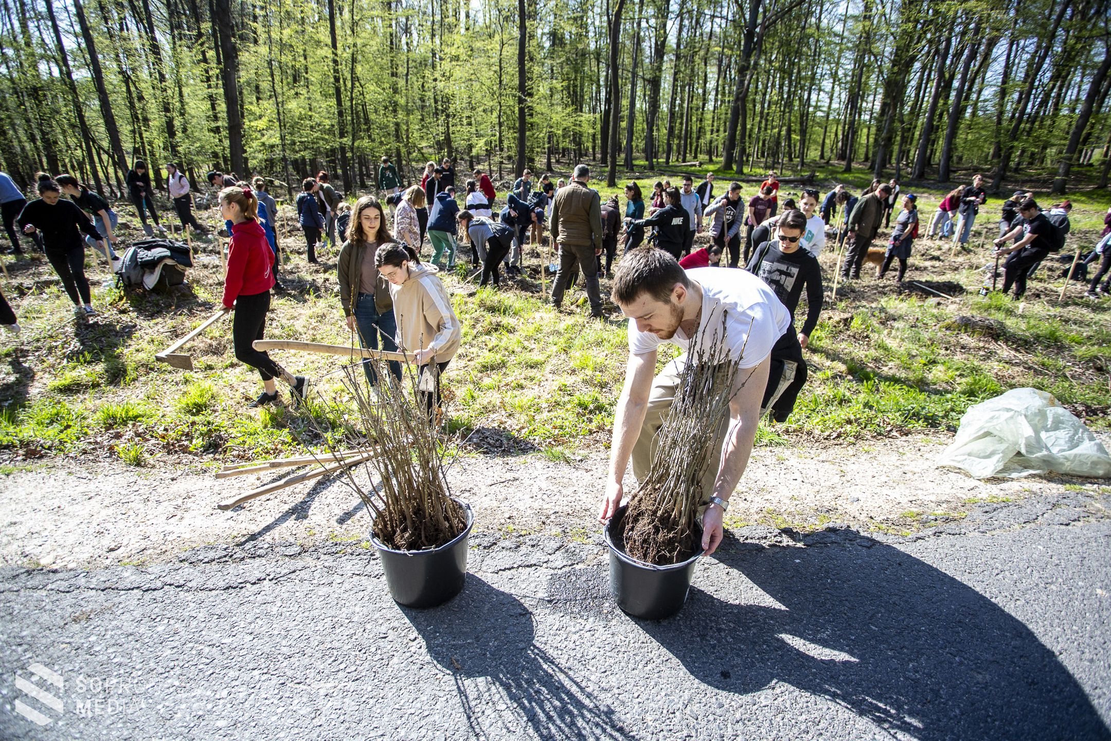 100 facsemetét ültettek el a Széchenyi tölgyfaligetben
