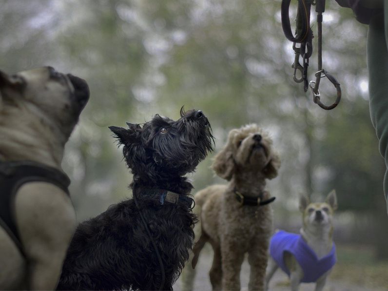 Kutyatámadás - Fontos a felelős állattartás! VIDEÓ fontos információkkal és hasznos tanácsokkal!