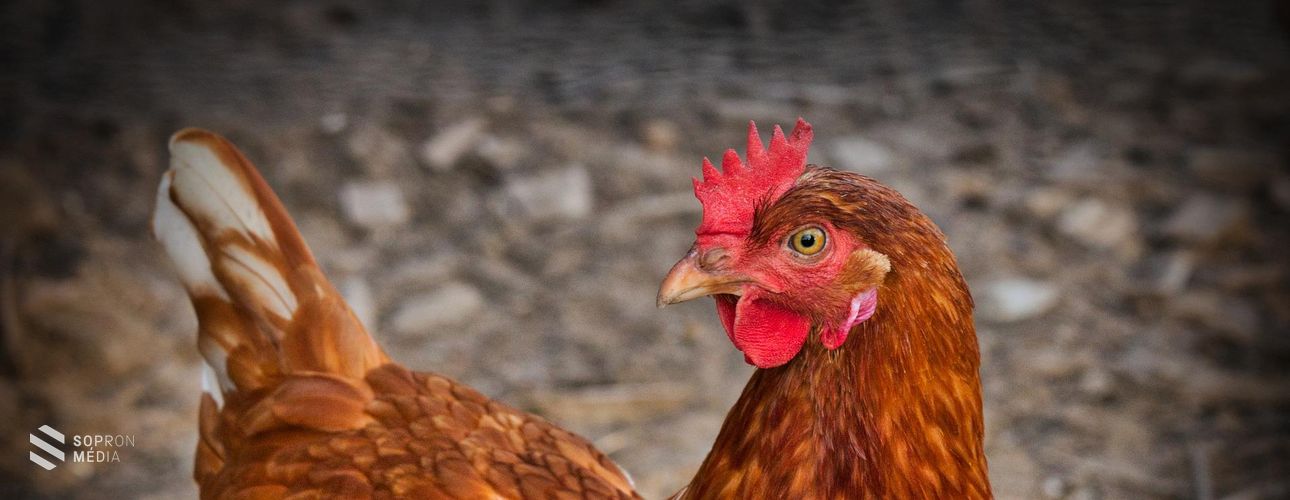 Új, rendkívüli támogatást igényelhetnek a baromfi- és kocatartók