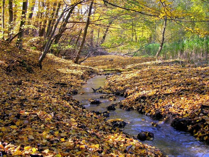 Sopron hol eltűnő, hol felbukkanó vize: a Rák-patak