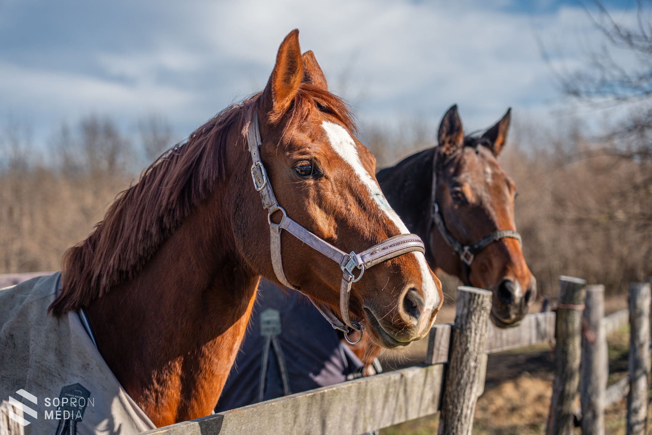 A díjlovaglás több mint hobbi