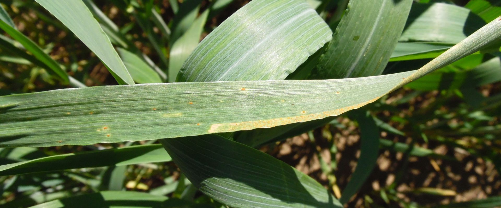 Agrofil-SZMI Kft.