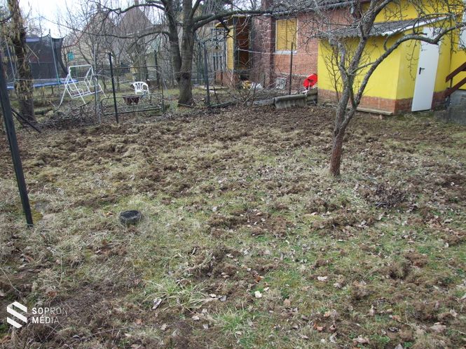 Ebbe a kertbe bejutottak a vaddisznók, és széttúrták a talajt