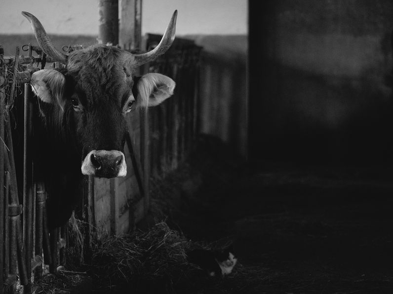 A peresztegi ATEV-telepre szállítják a rábapordányi szarvasmarha-tetemeket