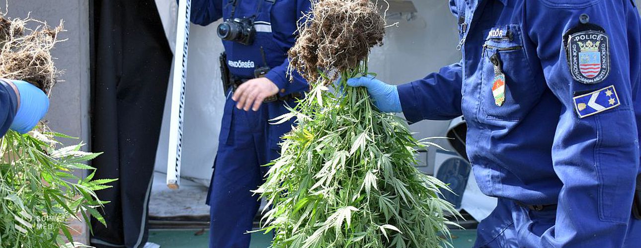 Kábítószer-termesztőkre csaptak le a csornai rendőrök