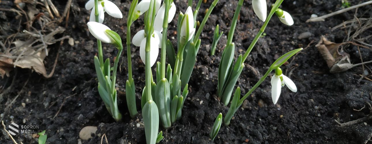Szirmait bontotta a hóvirág Sopronban