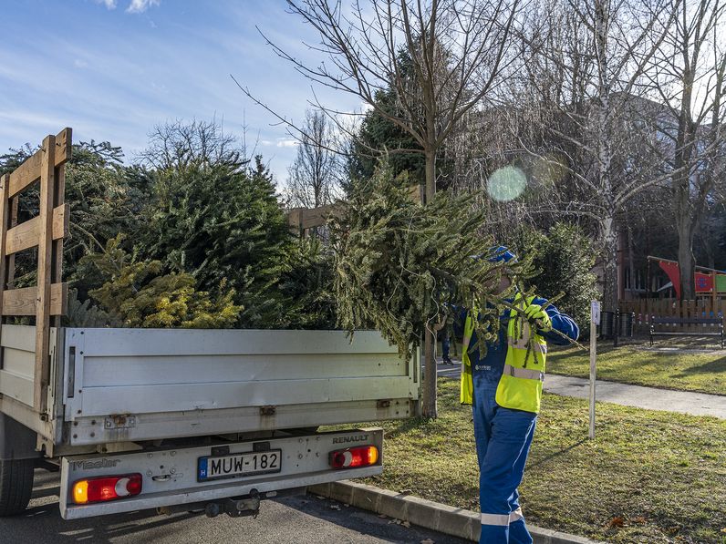 Elkezdték begyűjteni a kihelyezett karácsonyfákat