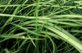 GREENING 50 PLUS HOT&DRY fűkeverék vetőmag