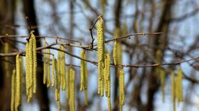 Kopogtat az allergiaszezon! - Így védekezhet!