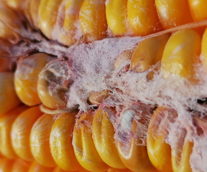 Kukorica hibridek mikotoxin-termelő gombafajokkal szembeni rezisztenciája