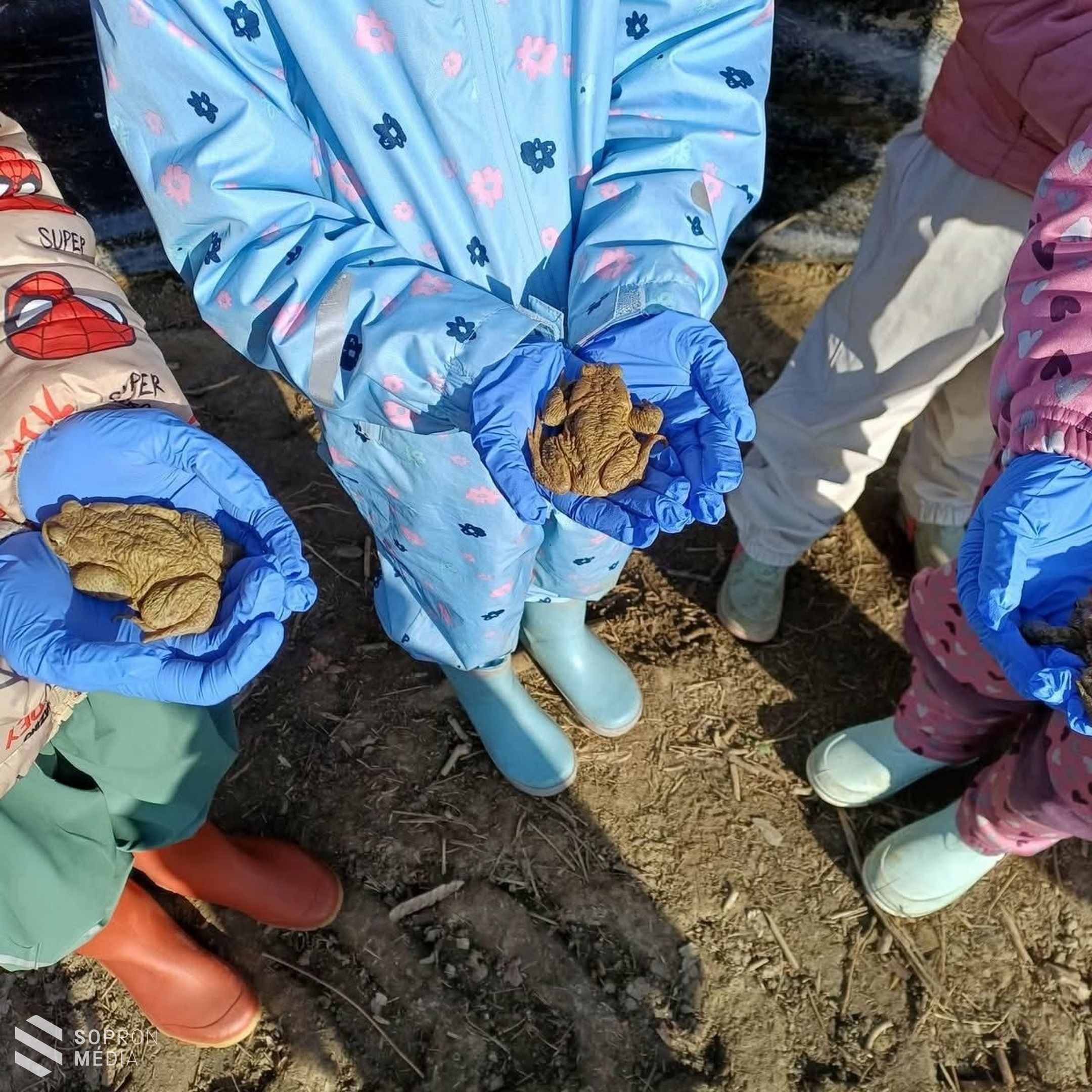 Javában zajlik a békamentés a Fehér úti-tónál