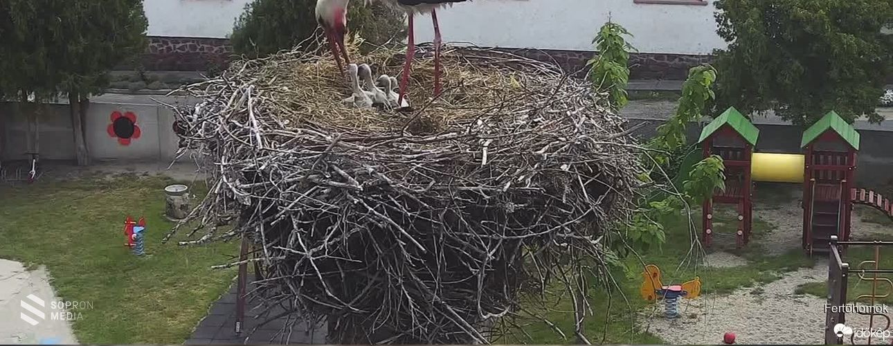 Négy gólyafióka kelt ki Fertőhomokon – VIDEÓVAL!