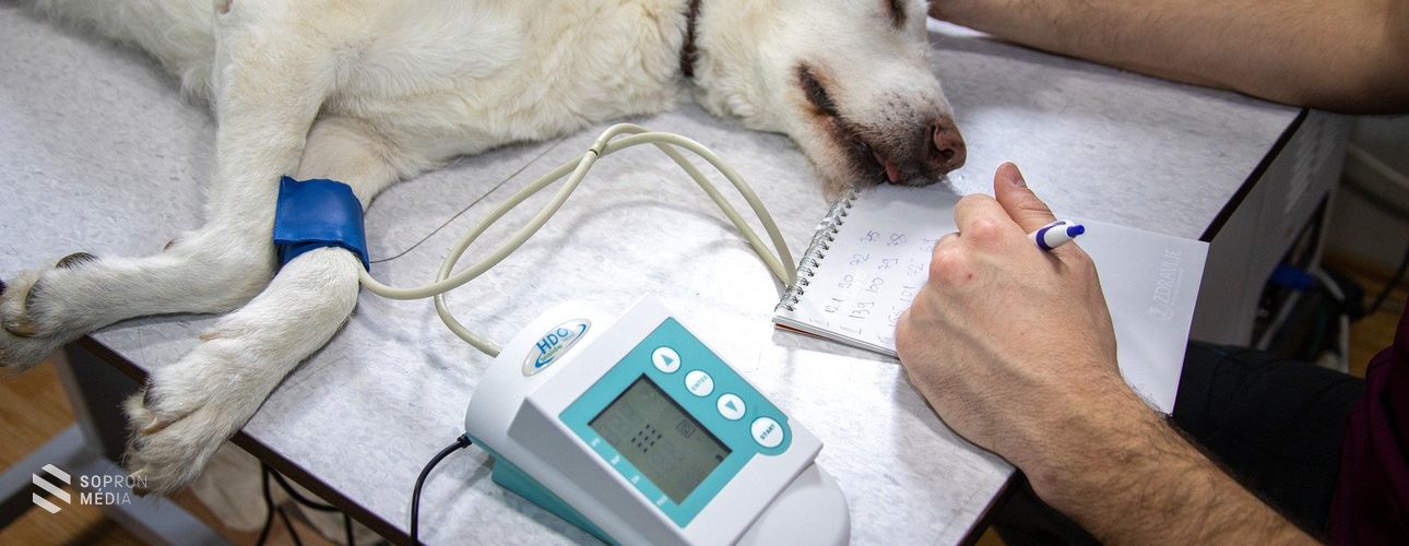 Gazdik figyelmébe: gyűjtőoldal a nyitva tartó kisállat praxisokról