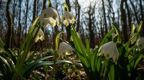 Hófehér szőnyegként borítják be a tőzikék Csáfordjánosfát