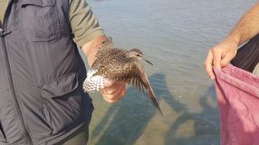 Ritka madarakra is kerül jelölés a Fertő tónál