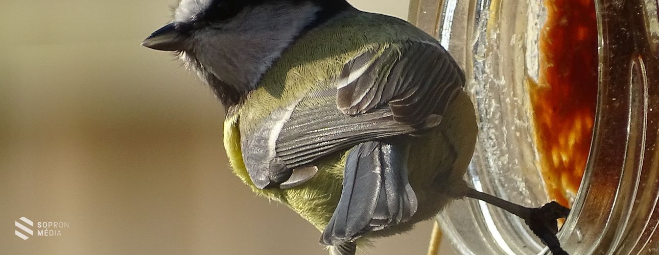 Megelőzhető a széncinegék postaládába fészkelése