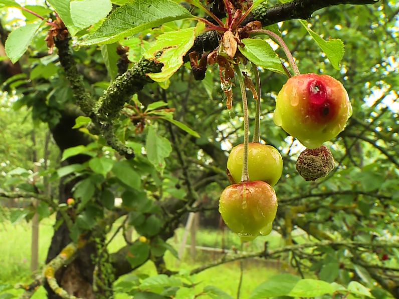 Mérsékelt gyümölcstermés várható Sopron környékén is