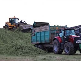 Festulolium betakarítás Pélpusztai Mg. Kft. 2020. június