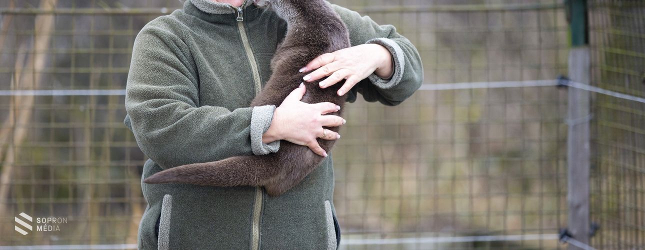 Idén az európai vidra lett az év emlőse