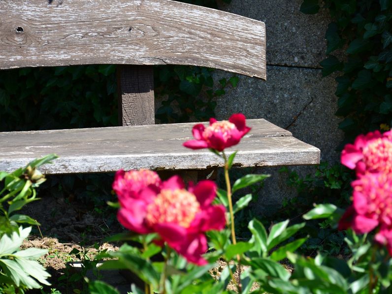 Sopronkövesd egyedülálló látványossága: a pünkösdi rózsakert és más érdekességek