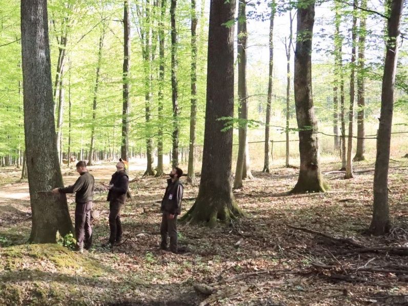 Terepen bizonyítanak a jövő erdészei