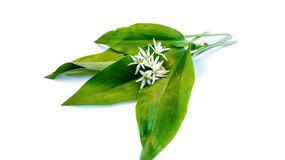 Miért fogyasszunk medvehagymát?