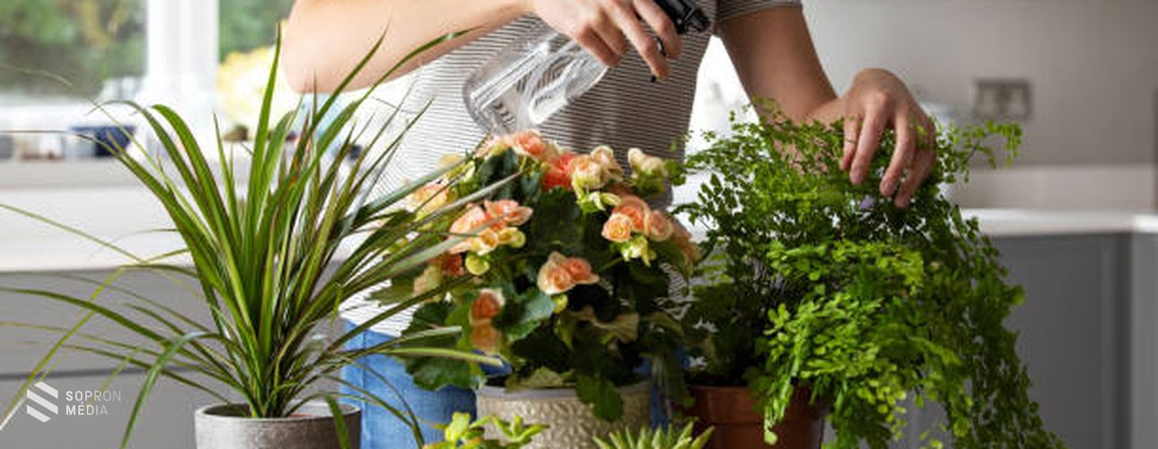 Hogyan gondozzuk a szobanövényeinket nyáron?