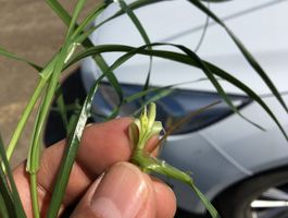 Becva festulolium - Agroprodukt Zrt.,  Ihászi 2020. április 24.