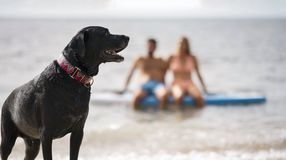 Egyre több a lehetőség a négylábúaknak: már 21 kutyabarát strand várja a gazdikat országszerte!